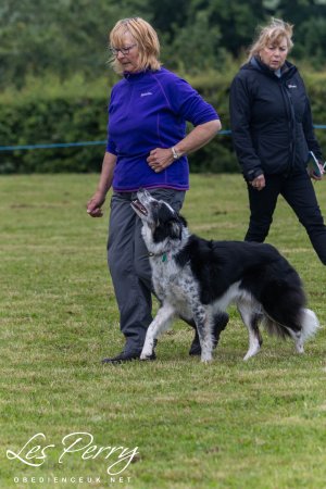 Lichfield & District DTS Championship Show